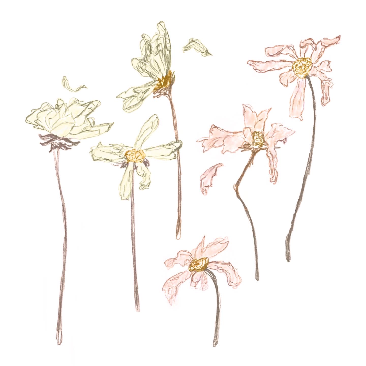 Frail Flowers Illustration